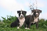 AMSTAFF  PUPPIES 260